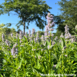 Blue Fortune Anise Hyssop | Agastache Online Sale