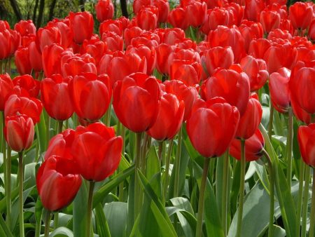 Tulips - Red Impression Online now