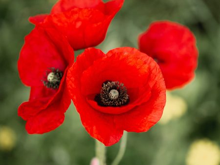 Turkenlouis Oriental Poppy | Papavar orientalis Cheap