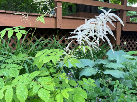 Goat s Beard | Aruncus dioicus Online now