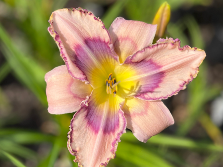 Handwriting On The Wall Reblooming Daylily | Hemerocallis Hot on Sale