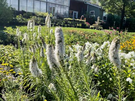 Bulb - Floristan White Gayfeather | Liatris spicata Online Hot Sale