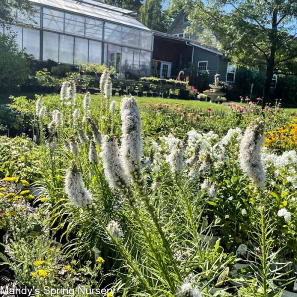 Bulb - Floristan White Gayfeather | Liatris spicata Online Hot Sale