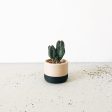 ECOTOOL Indoor Planter Online