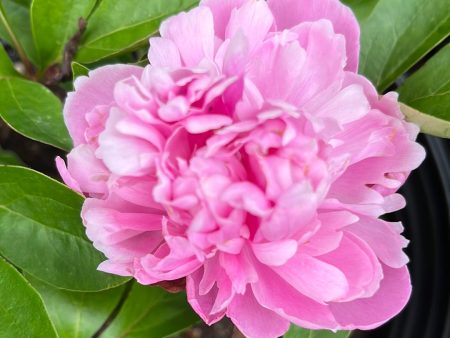 Prairie Afire Peony Cheap