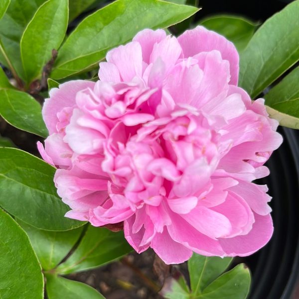 Prairie Afire Peony Cheap