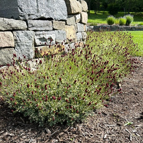 Little Angel Burnet | Sanguisorba officinalis Hot on Sale