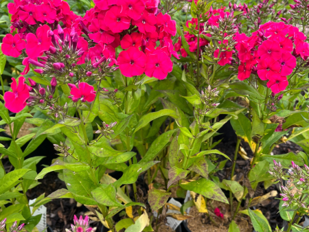 Red Riding Hood  Garden Phlox | Phlox paniculata Discount