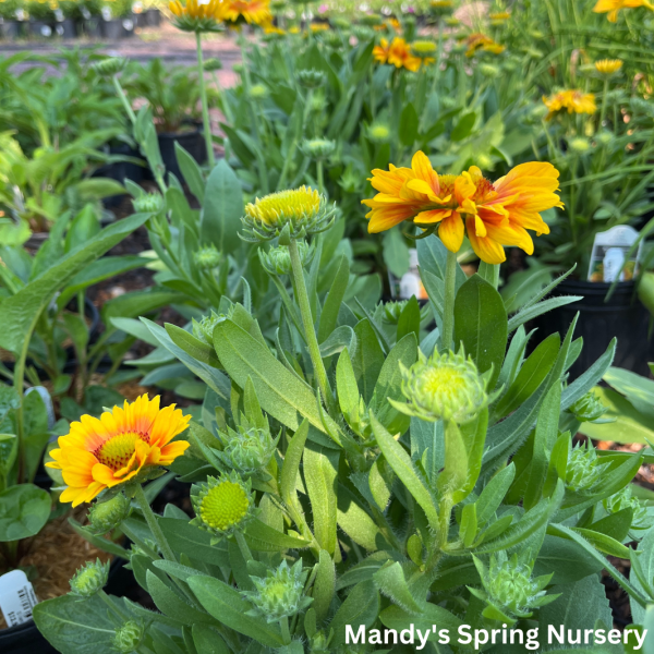 Arizona Apricot  Blanket Flower | Gaillardia a.  Arizona Apricot  For Discount