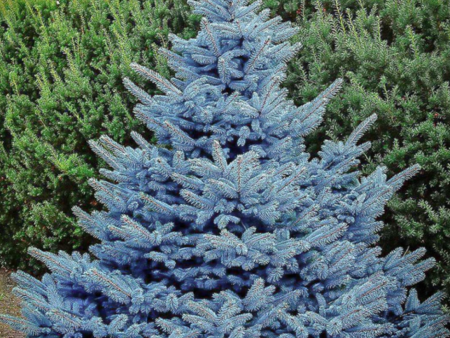 Baby Blue Spruce | Picea pungens  Baby Blue  Supply