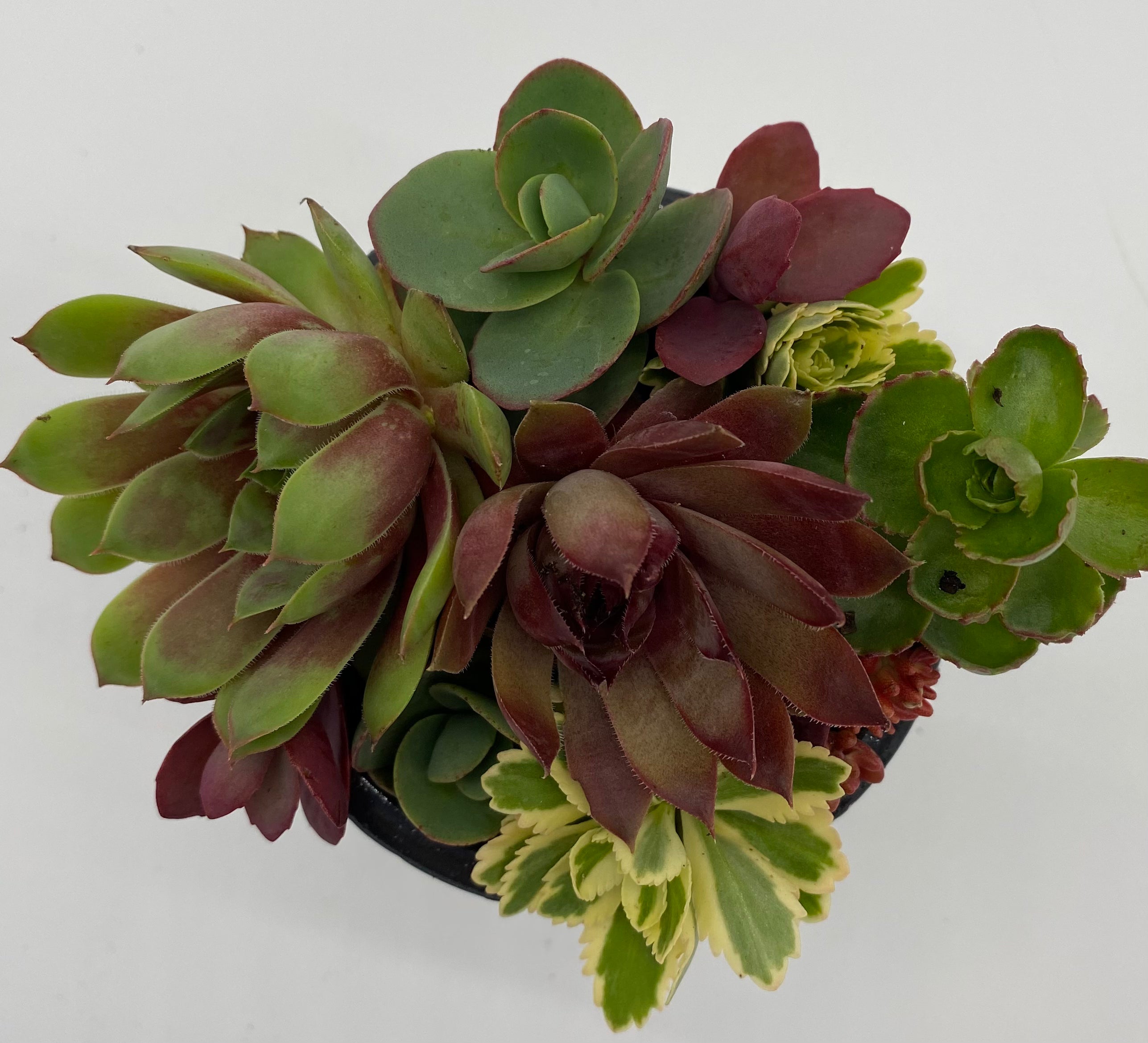 Assorted Sedum Discount