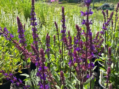 Caradonna Salvia | Salvia nemorosa Online Hot Sale