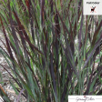 Blood Brothers  Switch Grass | Panicum virgatum  Blood Brothers  Online