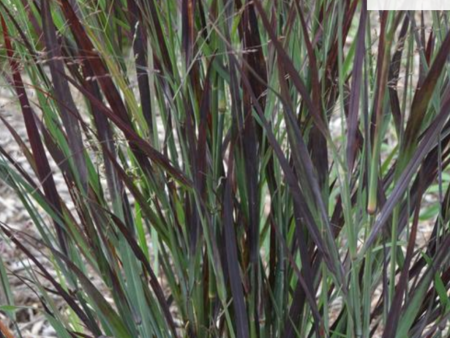 Blood Brothers  Switch Grass | Panicum virgatum  Blood Brothers  Online