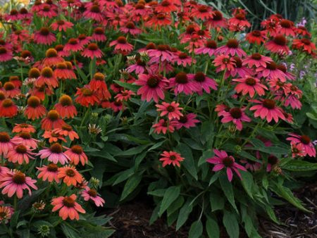 Summersong™ Firefinch™ Coneflower Echinacea hybrid Cheap