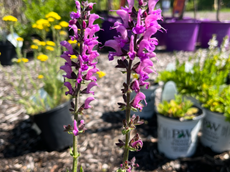 Back to the Fuchsia Garden Sage | Perennial Salvia For Cheap