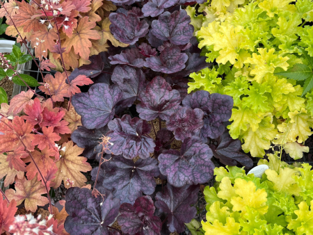 Grape Expectations  Coral Bells | Heuchera For Cheap