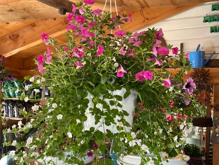 Assorted Hanging Basket Hot on Sale