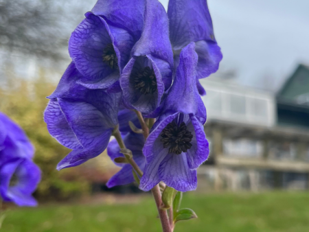 Autumn Monkshood | Aconitum Hot on Sale