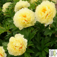 Bartzella Itoh Peony | Paeonia For Cheap