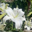 Casa Blanca Fragrant Lily | Lilium Oriental For Cheap