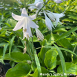 Blue Mountains Hosta on Sale