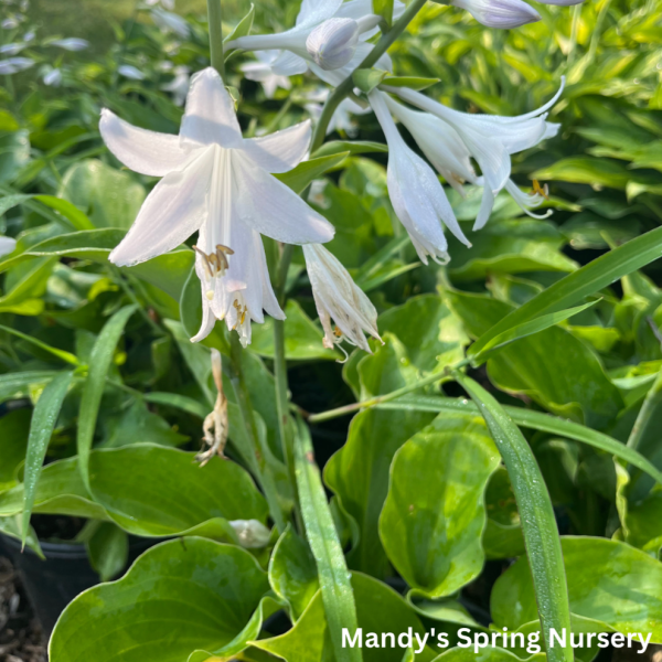 Blue Mountains Hosta on Sale