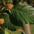 American Beech | Fagus grandiflora on Sale