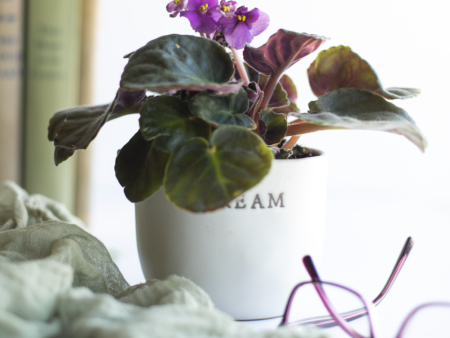 African Violet Supply