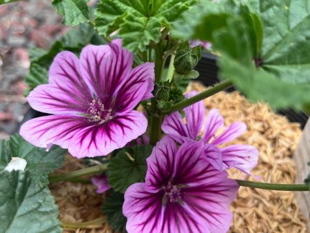 Zebrina Mallow | Malva sylvestris  Zebrina  Sale