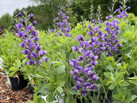 Blueberry Sundae False Indigo | Baptisia  Blueberry Sundae  For Discount