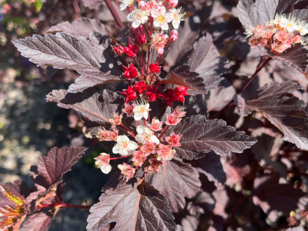 Diabolo Ninebark | Physocarpus opulifolius Hot on Sale