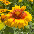 Arizona Apricot  Blanket Flower | Gaillardia a.  Arizona Apricot  For Discount