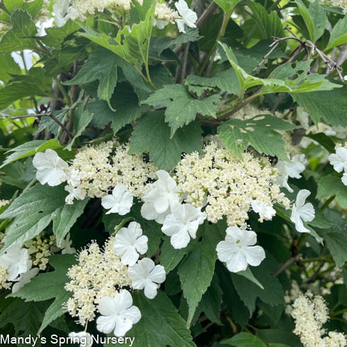 American Cranberry Bush | Viburnum trilobum Sale