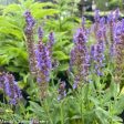 Caradonna Salvia | Salvia nemorosa Online Hot Sale