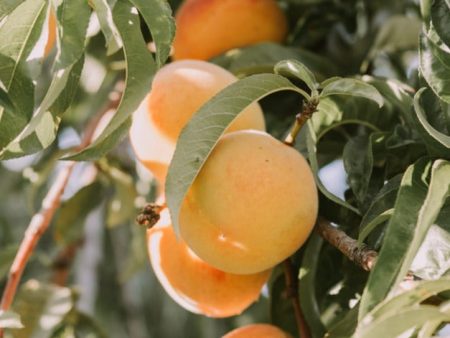 Bare Root- Debbie s Gold Apricot | Prunus  Debbie s Gold  Discount