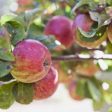 Cortland Apple | Malus  Cortland  Supply