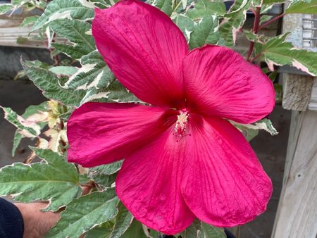 Summer Carnival Rose Mallow | Hibiscus Supply