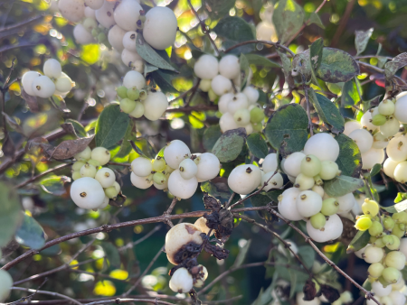 White Snowberry | Symphoricarpos albus Cheap