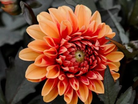 Bulb - Dahlia Mrs. Eileen Hot on Sale