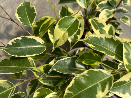 Samantha  Weeping Fig - Ficus benjamina Online