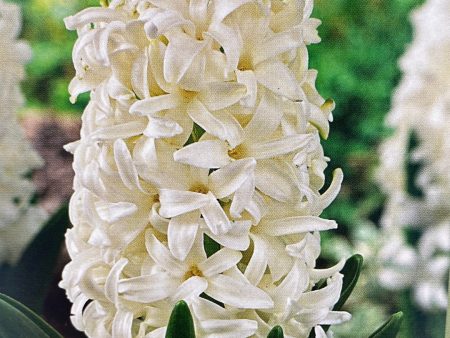 Paperwhites and Hyacinths in Glass Vase Online