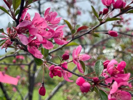 Bare Root - Prairifire Crabapple | Malus sp.  Prairifire  Supply