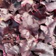 Obsidian Coral Bells | Huechera Hot on Sale