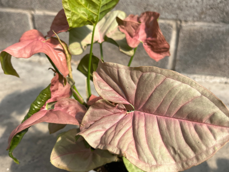 Arrowhead Plant | Syngonium on Sale