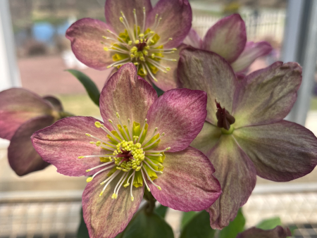 Ice N  Roses® Red Hellebore | Lenten Rose For Cheap