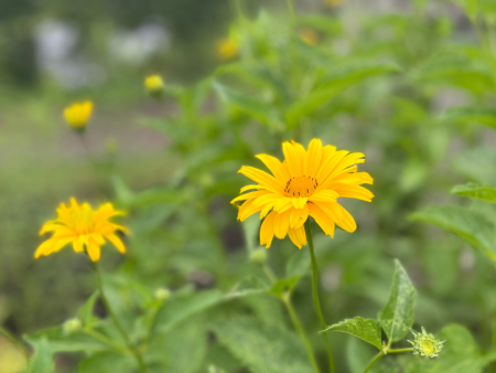 Summer Sun False Sunflower | Heliopsis helianthoides Supply