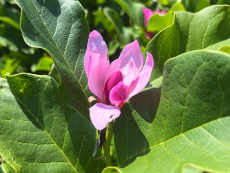 Ann  Magnolia x Liliiflora For Sale