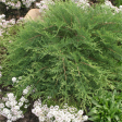 ‘Celtic Pride’ Siberian Cypress | Microbiota Decussata  Celtic Pride  Hot on Sale