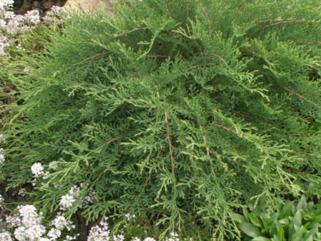 ‘Celtic Pride’ Siberian Cypress | Microbiota Decussata  Celtic Pride  Hot on Sale